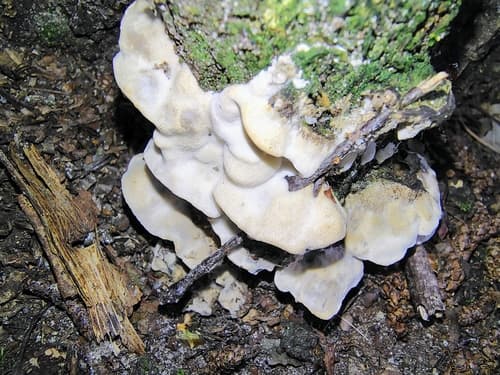 Pieczarniaki