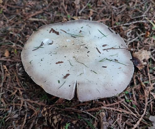 Pieczarka bulwiasta
