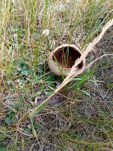 Purchawka oczkowana
