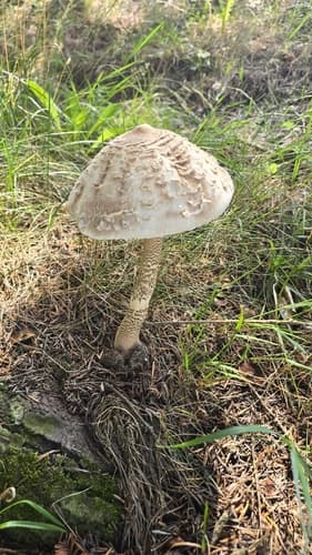 Czubajka kania