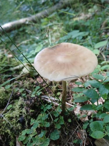 Pieniążkówka gładkotrzonowa