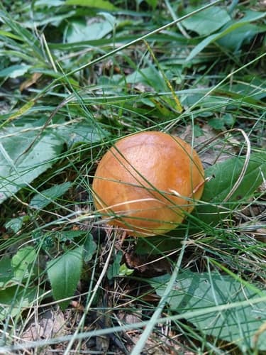 Maślak żółty