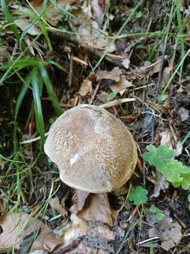 Podgrzybek złotopory