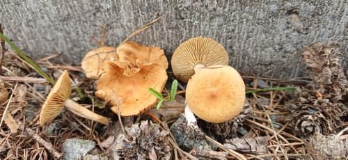 Inocybaceae