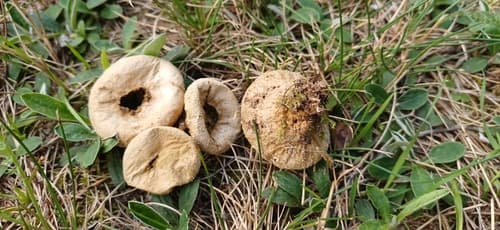 Purchaweczka spłaszczona