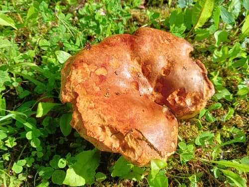 Krowiak podwinięty