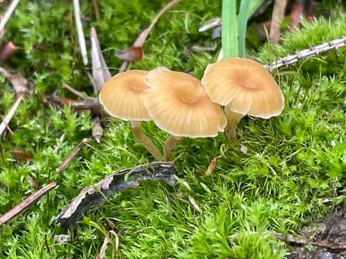 Rickenella