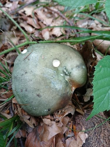 Gołąbek zielonawofioletowy