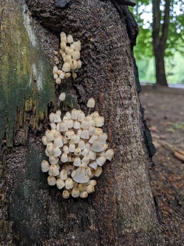Czernidłak gromadny
