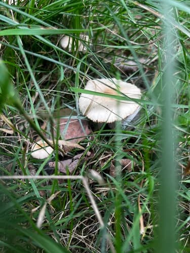 Twardzioszek przydrożny