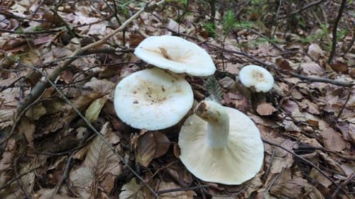 Mleczajowiec biel