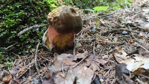 krasnoborowik ceglastopory