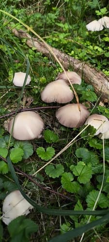 Kruchaweczka zaroślowa