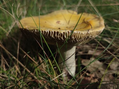 Gołąbek