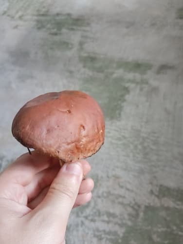 Podgrzybek brunatny