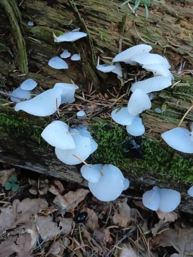 Pseudohydnum