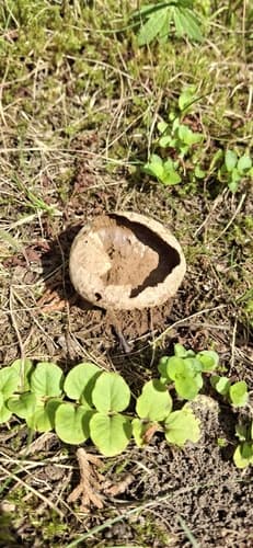 Purchawka oczkowana