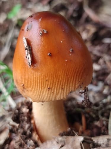 Amanita fulva
