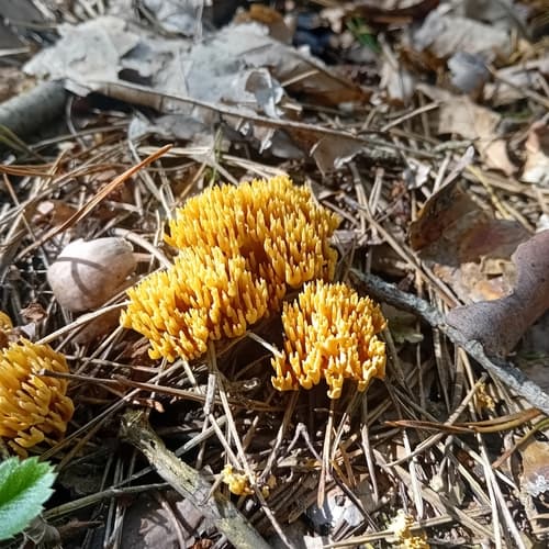 Phaeoclavulina