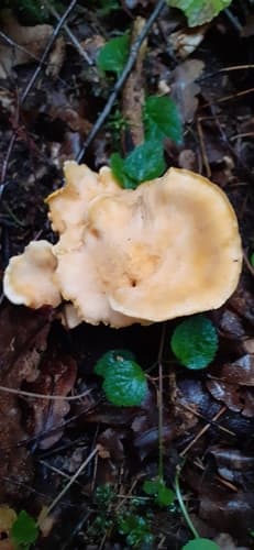 Cantharellus