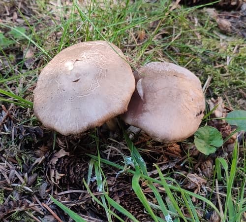 Pieczarka