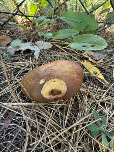 Borowikowate