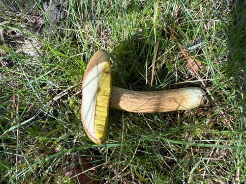 podgrzybek grubosiatkowany