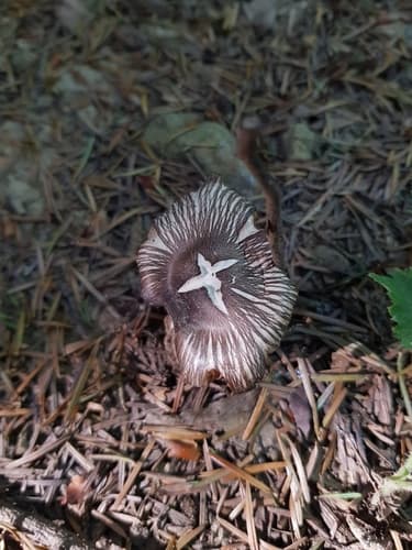 Pluteus ephebeus