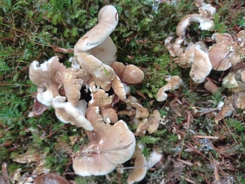 Laeticutis cristata