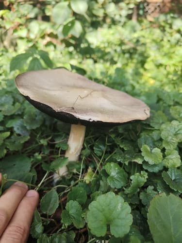 Pieczarka