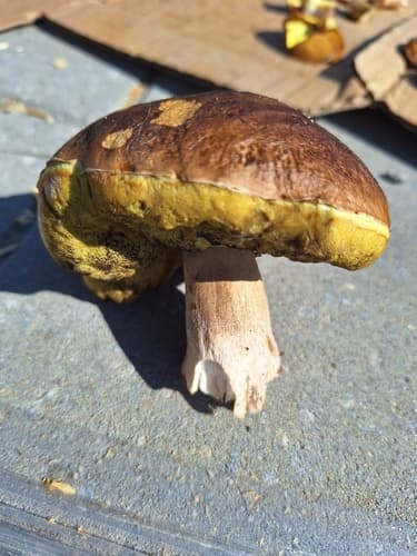 Borowik