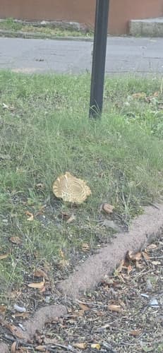 Podgrzybek złotopory