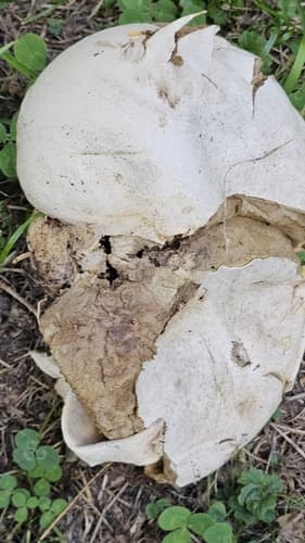 Czasznica olbrzymia
