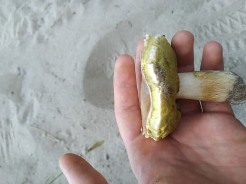 Borowik