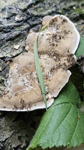 szaroporka odymiona