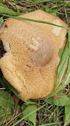 Pieczarka okazała