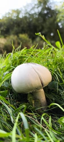Pieczarka biaława