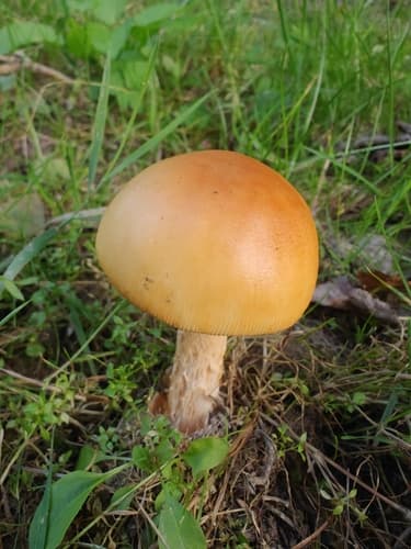 Muchomor żółtawy