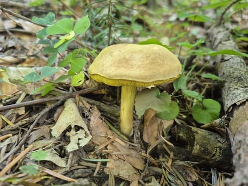 Podgrzybek zajączek
