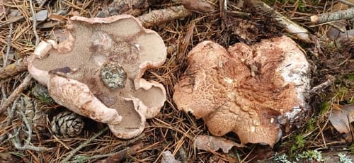 Boletopsidaceae