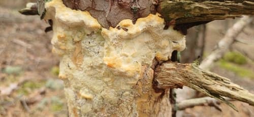 Diplomitoporus flavescens