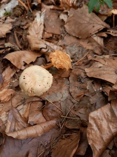 Gymnopus