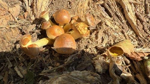 Agaricineae