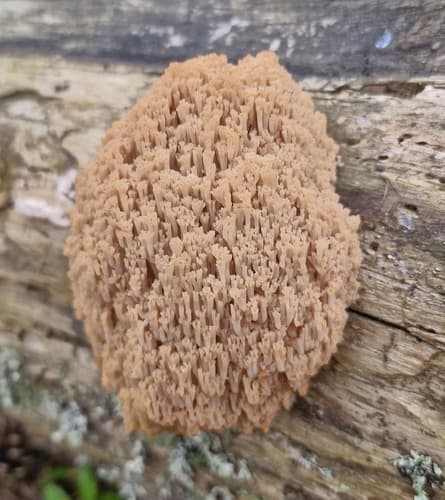 Artomyces microsporus