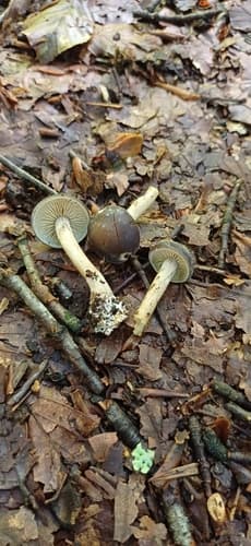 Agrocybe firma