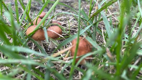 Agaricomycetidae