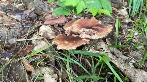 Omphalotaceae
