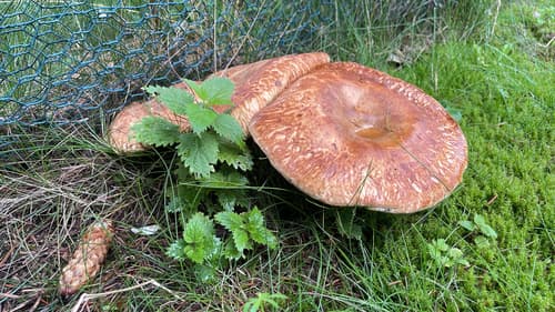 Krowiak podwinięty