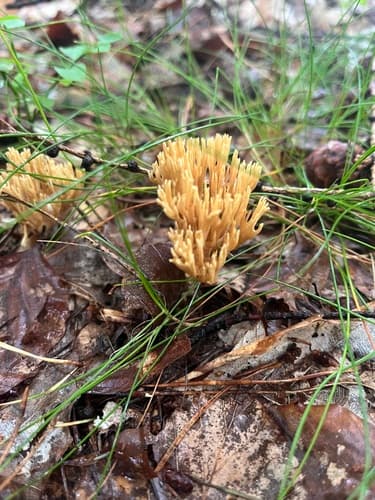 Gomphaceae