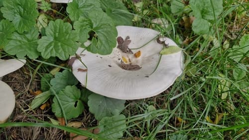 białokrowiak okazały